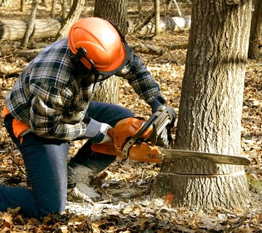 Tree Removal in Dwight, KS